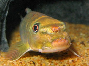 Maidenhead Aquatics - Garra fuliginosa closeup