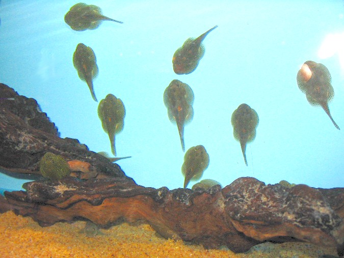Maidenhead Aquatics - Spotted Sewellia sp.