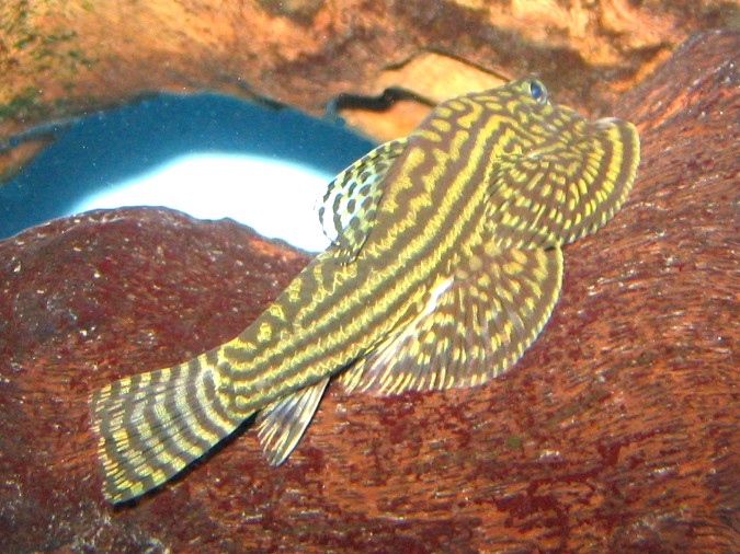 Maidenhead Aquatics - Sewellia lineolata