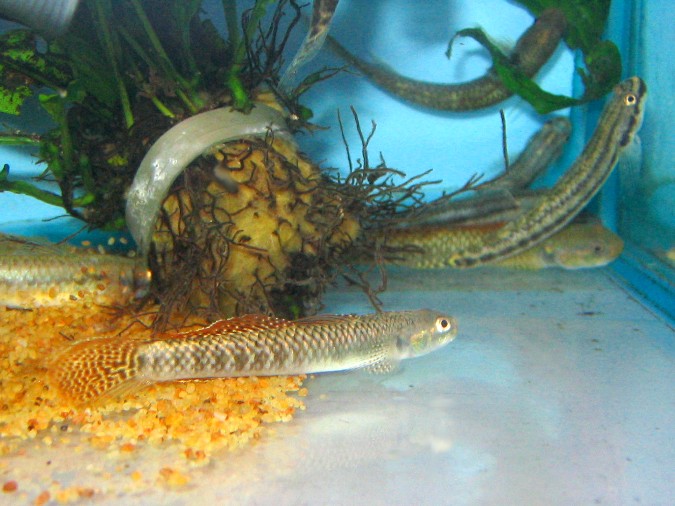 Maidenhead Aquatics - Stiphodon goby sp.