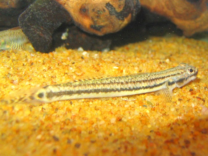 Maidenhead Aquatics - Stiphodon goby sp.