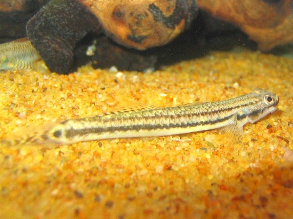 Maidenhead Aquatics - Stiphodon goby sp.