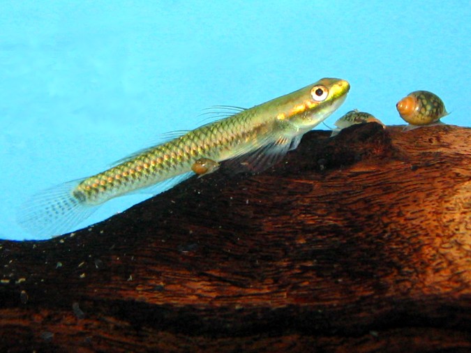 Maidenhead Aquatics - Stiphodon goby sp.