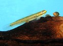 Maidenhead Aquatics - Stiphodon goby sp.