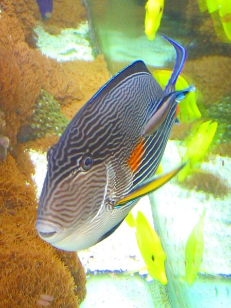 Maidenhead Aquatics - Acanthurus sohal