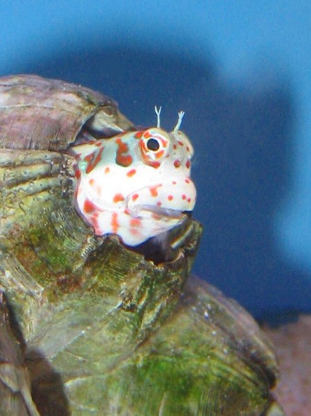 Maidenhead Aquatics - Blenny