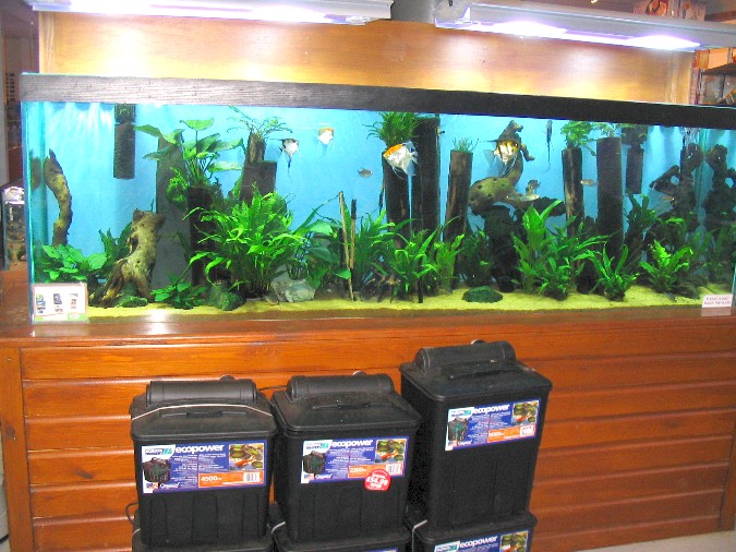Maidenhead Aquatics - 8 foot display tank