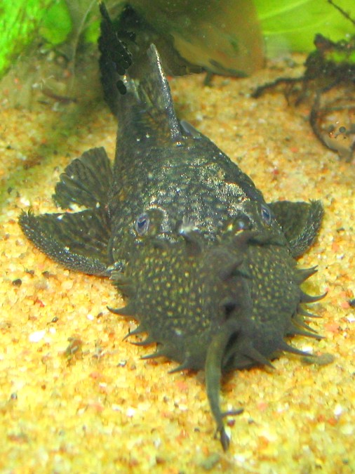 Maidenhead Aquatics - Ancistrus