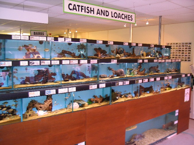 Maidenhead Aquatics - Catfish & Loach Section.