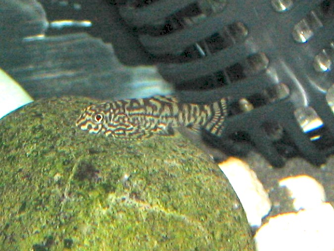 Maidenhead Aquatics - Baby Sewellia lineolata