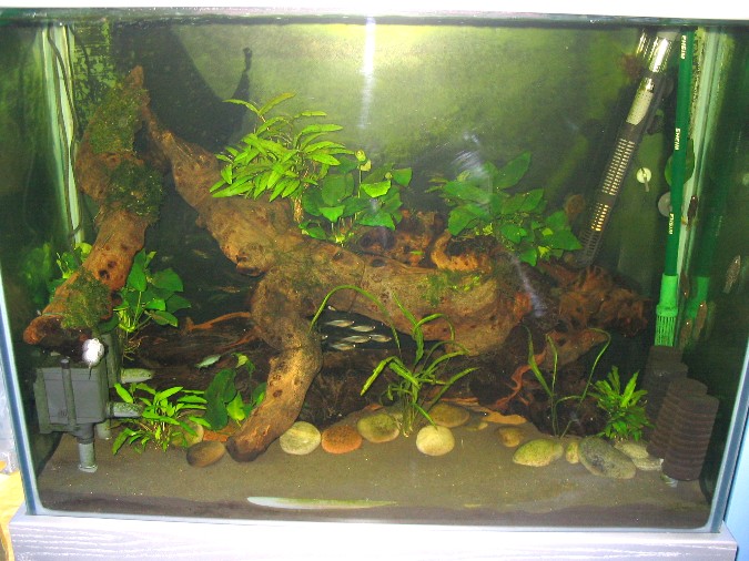 Maidenhead Aquatics - Emma & Steve's River-Tank