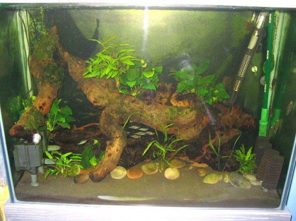 Maidenhead Aquatics - Emma & Steve's River-Tank