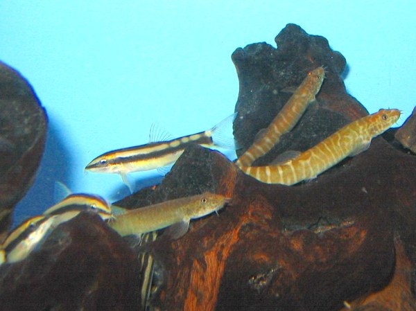 Maidenhead Aquatics - Yasuhikotakia nigrolineatus & Aborichthys elongatus