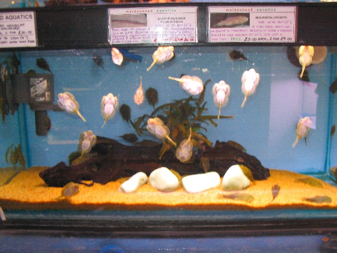 Maidenhead Aquatics - Sewellia lineolata tank