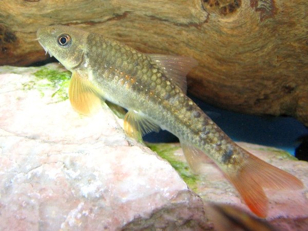 Maidenhead Aquatics - Garra species