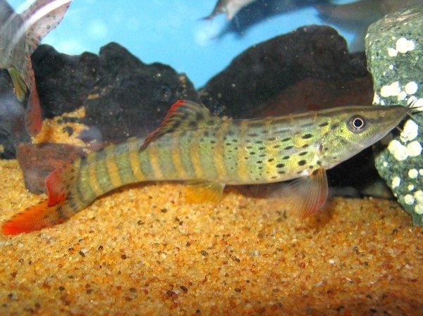 Maidenhead Aquatics - Syncrossus berdmorei