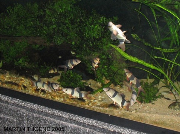 Happy Clowns loach-dancing.