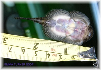 Adult male Sewellia sp. 'spotted' - underside