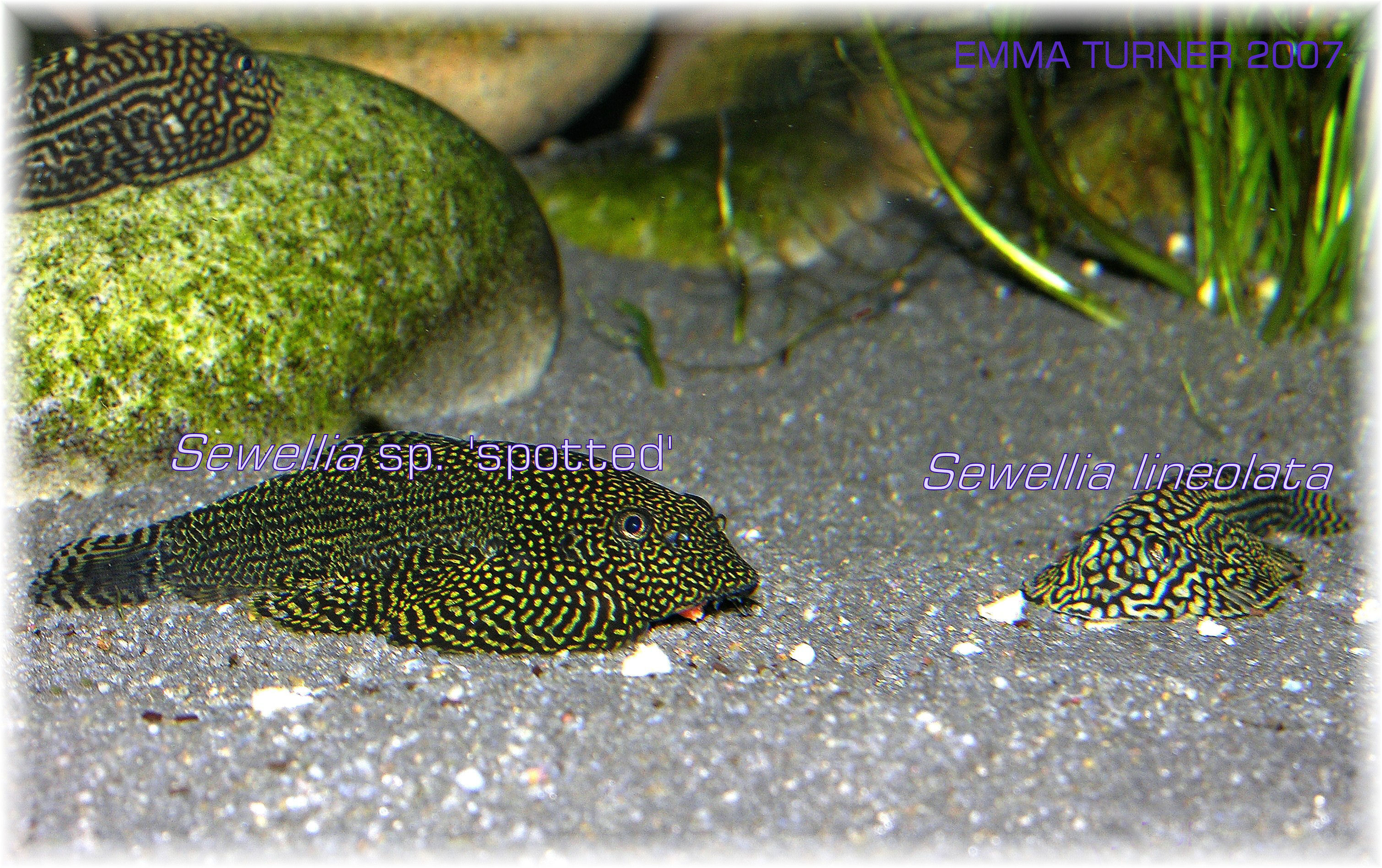 Comparison of adult Sewellia sp. 'spotted' with Sewellia lineolata
