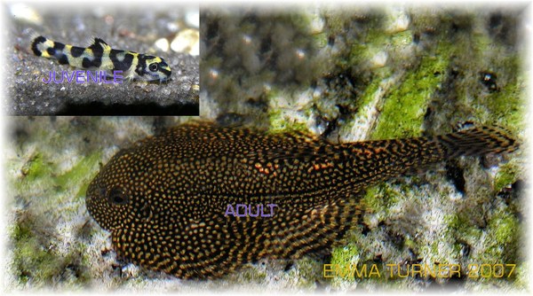 Sewellia sp. 'spotted' adult & fry comparison photograph