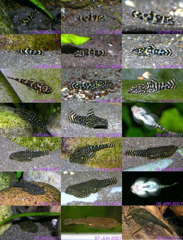 Composite fry growth development picture