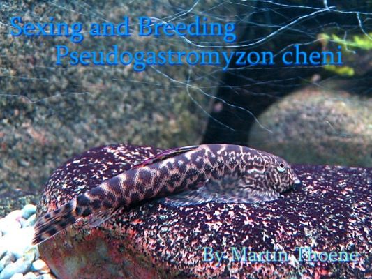 Sexing and Breeding Pseudogastromyzon cheni - article header Sexing and Breeding Pseudogastromyzon cheni - article header