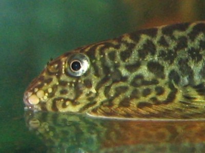 Sexing and Breeding Pseudogastromyzon cheni - side view of Male's head