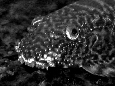 Sexing and Breeding Pseudogastromyzon cheni - Enhanced image of Male head Sexing and Breeding Pseudogastromyzon cheni - Enhanced image of Male head