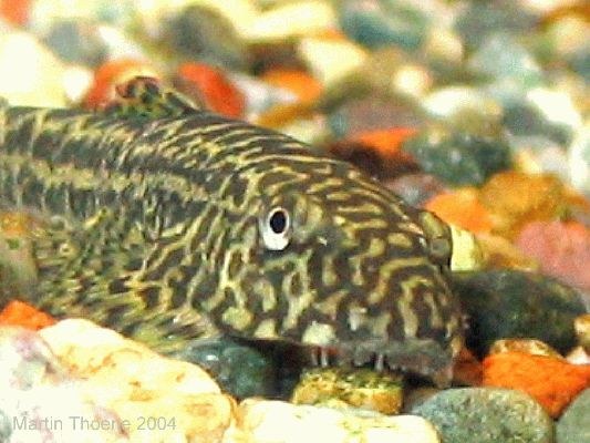 Sexing and Breeding Pseudogastromyzon cheni - Closeup of Female's head