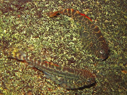 Sexing and Breeding Pseudogastromyzon cheni - Dominant Male at top Sexing and Breeding Pseudogastromyzon cheni - Dominant Male at top