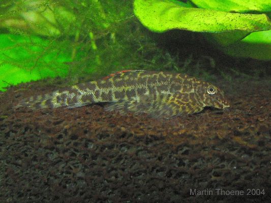 Sexing and Breeding Pseudogastromyzon cheni - Male, side view