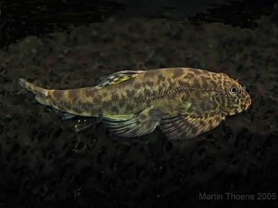 Sexing and Breeding Pseudogastromyzon cheni - Female, side view