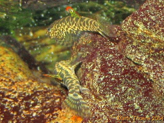 Sexing and Breeding Pseudogastromyzon cheni - Males fighting