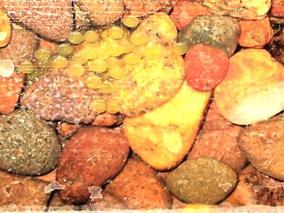 Sexing and Breeding Pseudogastromyzon cheni - Eggs buried in gravel