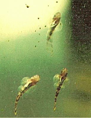 Sexing and Breeding Pseudogastromyzon cheni - Babies on glass