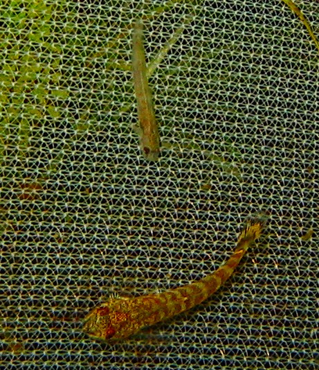 Sexing and Breeding Pseudogastromyzon cheni - Two babies, 3 weeks age apart Sexing and Breeding Pseudogastromyzon cheni - Two babies, 3 weeks age apart