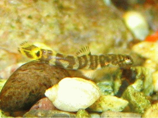 Sexing and Breeding Pseudogastromyzon cheni - 4mm long baby