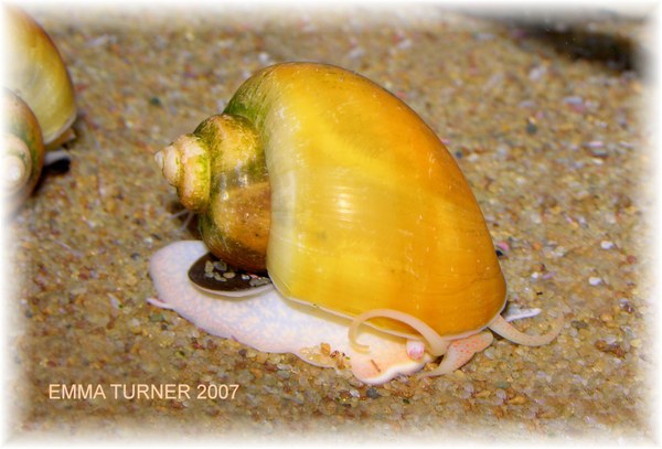 Golden Apple Snail