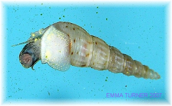 Malaysian Trumpet Snail - underside close-up