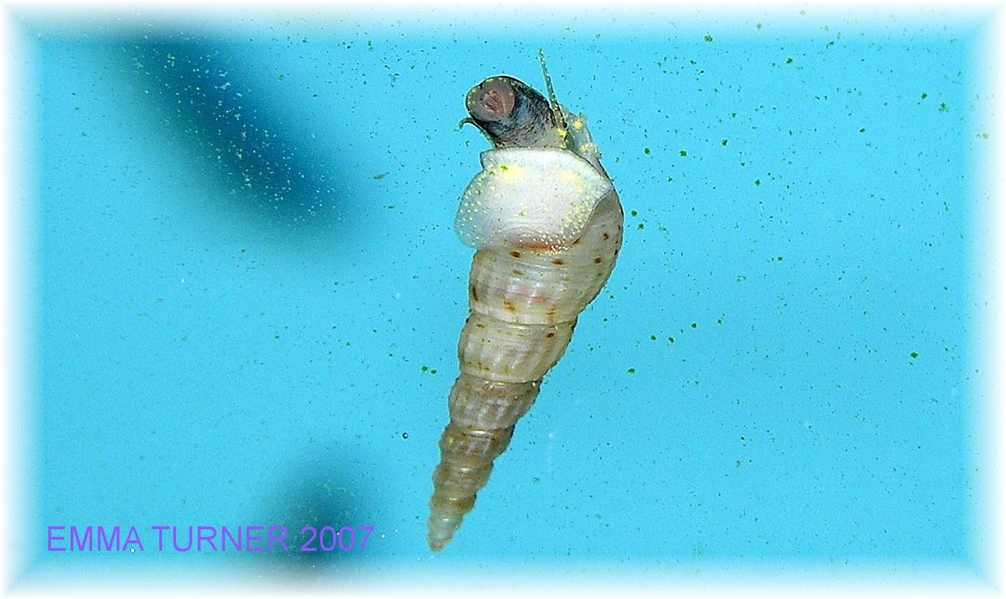 Malaysian Trumpet Snail - underside