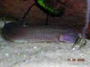 Kuhli Loach and Snail