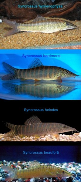 Telling Tigers Apart - The Syncrossus Genus