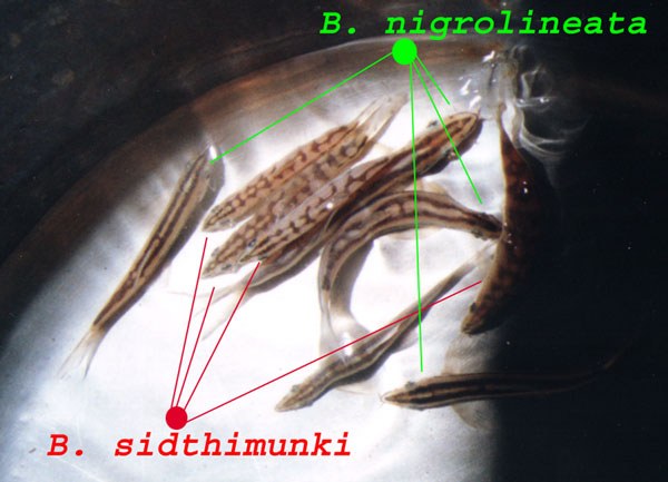  Yasuhikotakia sidthimunki/Y. nigrolineatus - top view