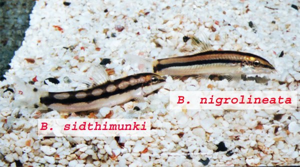 Yasuhikotakia nigrolineata - Comparison with Y. sidthimunki