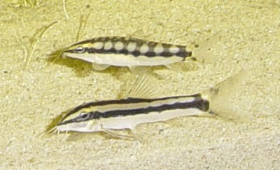 Yasuhikotakia nigrolineata - Comparison with Y. sidthimunki