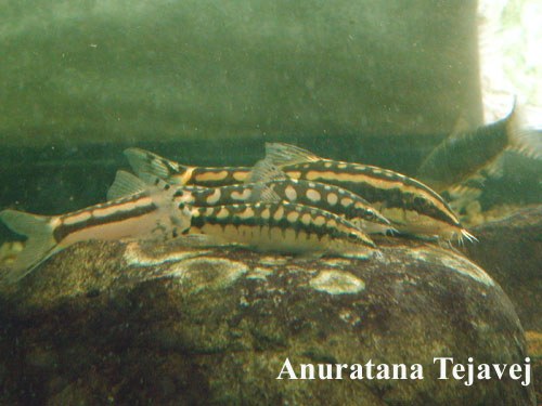 Yasuhikotakia nigrolineata - Comparison with Y. sidthimunki