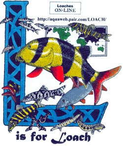 Design for Loaches Online T-shirt