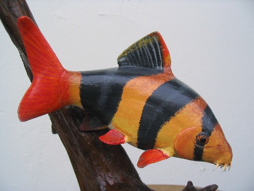 Clown Loach