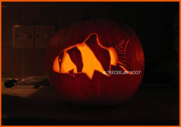 Clown loach carved into a halloween pumpkin.