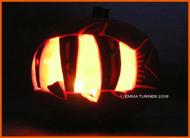 Marge the 12" clown loach carved into a halloween pumpkin.